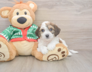 6 week old Cavachon Puppy For Sale - Puppy Love PR
