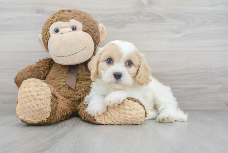 Cute Cavachon Baby