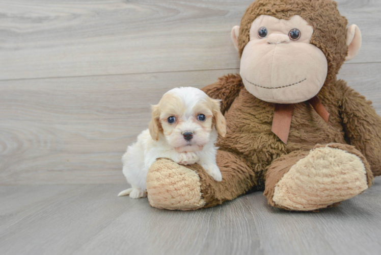 Happy Cavachon Baby