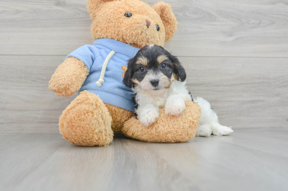 7 week old Cavachon Puppy For Sale - Puppy Love PR
