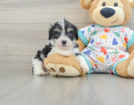 5 week old Cavachon Puppy For Sale - Puppy Love PR