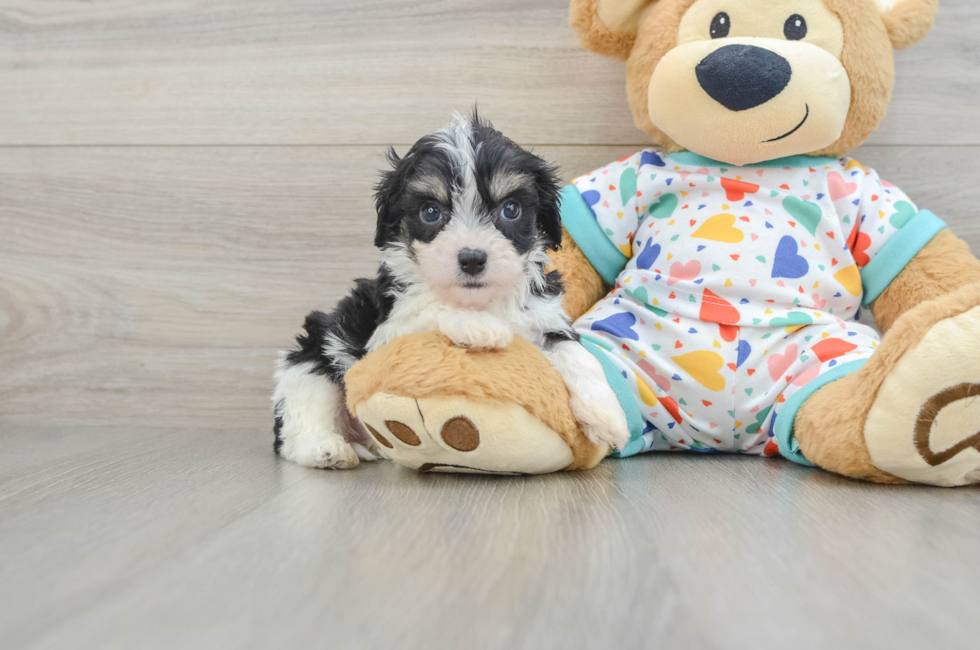 5 week old Cavachon Puppy For Sale - Puppy Love PR