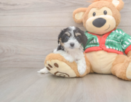 6 week old Cavachon Puppy For Sale - Puppy Love PR