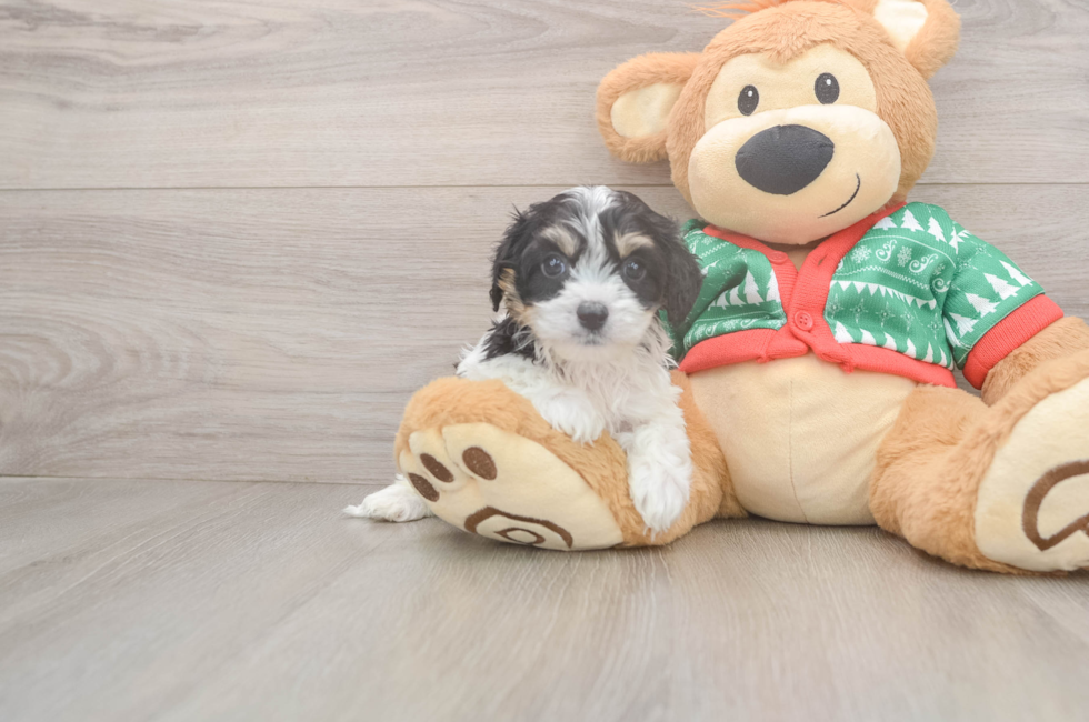 6 week old Cavachon Puppy For Sale - Puppy Love PR