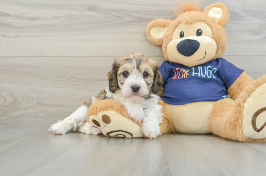 Small Cavachon Baby