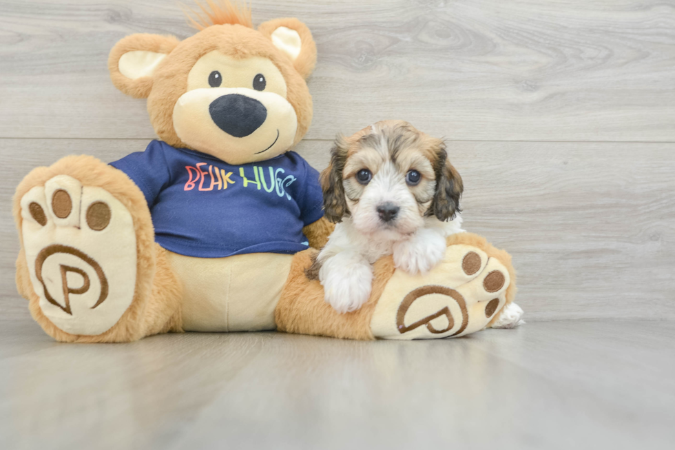 Happy Cavachon Baby