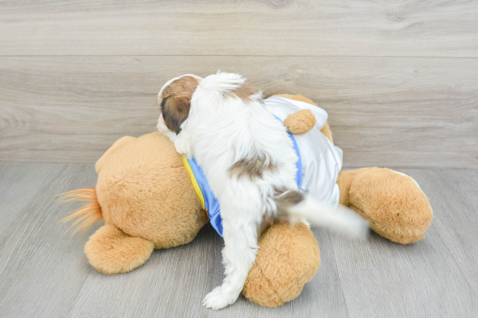 Happy Cavachon Baby