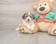 7 week old Cavachon Puppy For Sale - Puppy Love PR