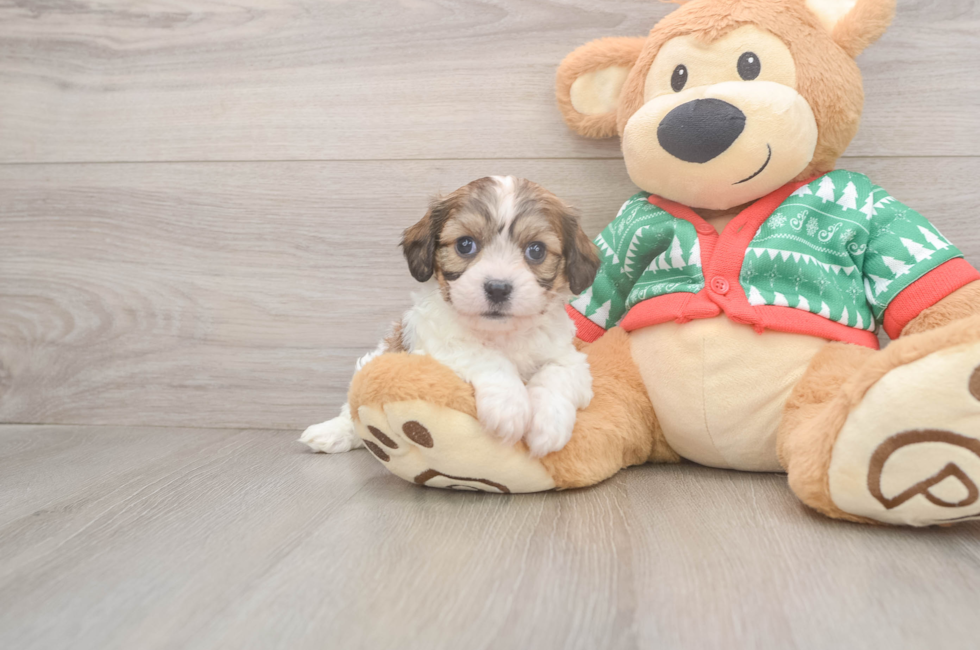 5 week old Cavachon Puppy For Sale - Puppy Love PR