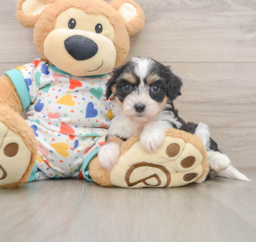 6 week old Cavachon Puppy For Sale - Puppy Love PR