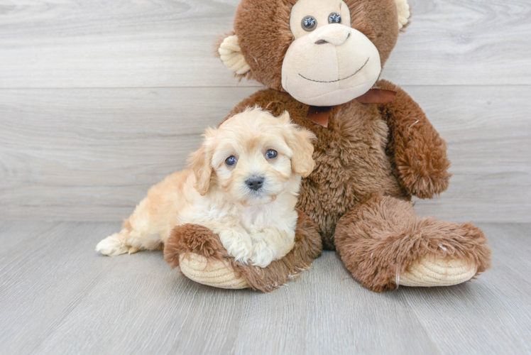Meet Bae - our Cavachon Puppy Photo 1/3 - Puppy Love PR Cavachon Puppy for Adoption