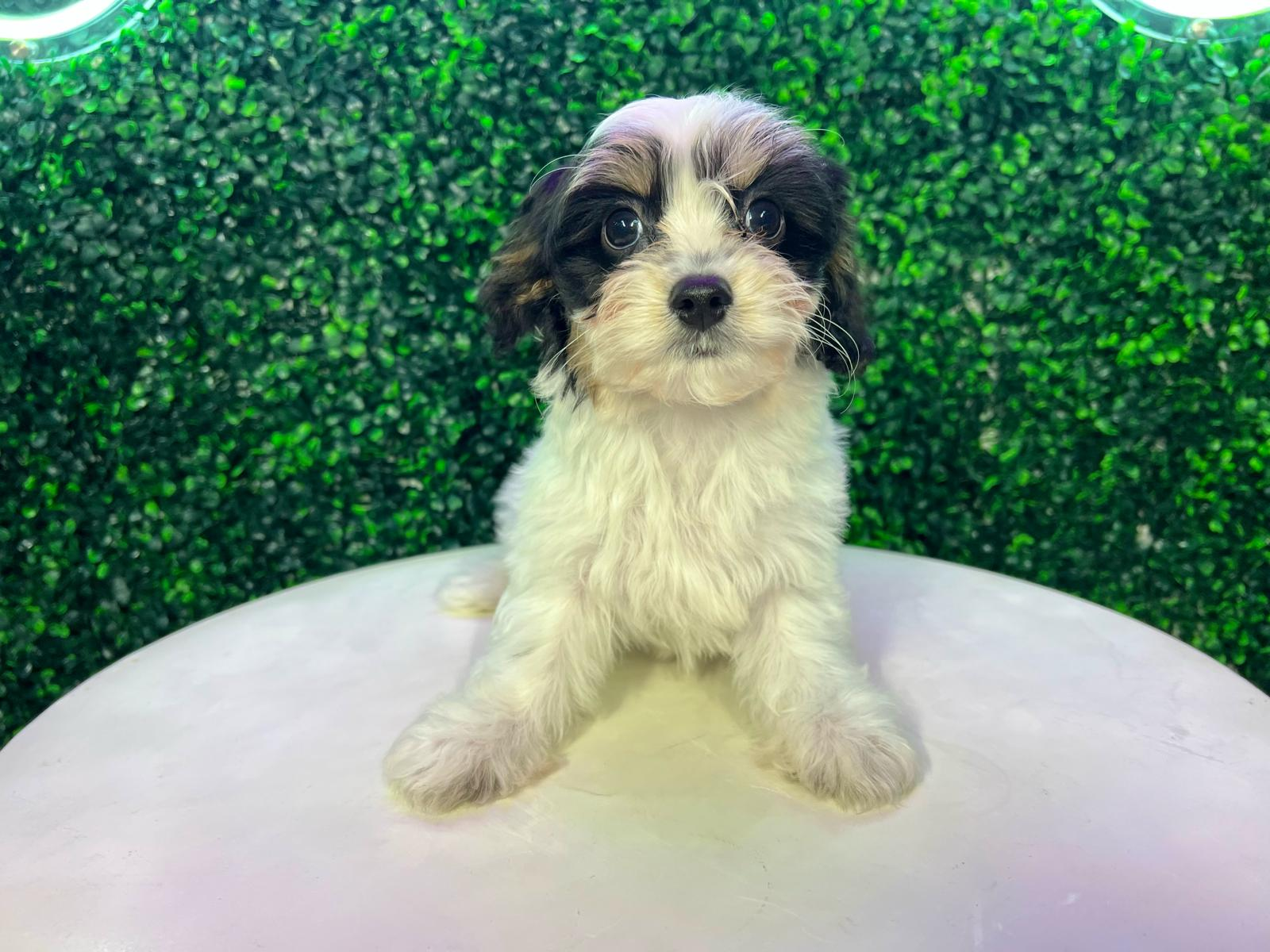 Cavachon Pup Being Cute
