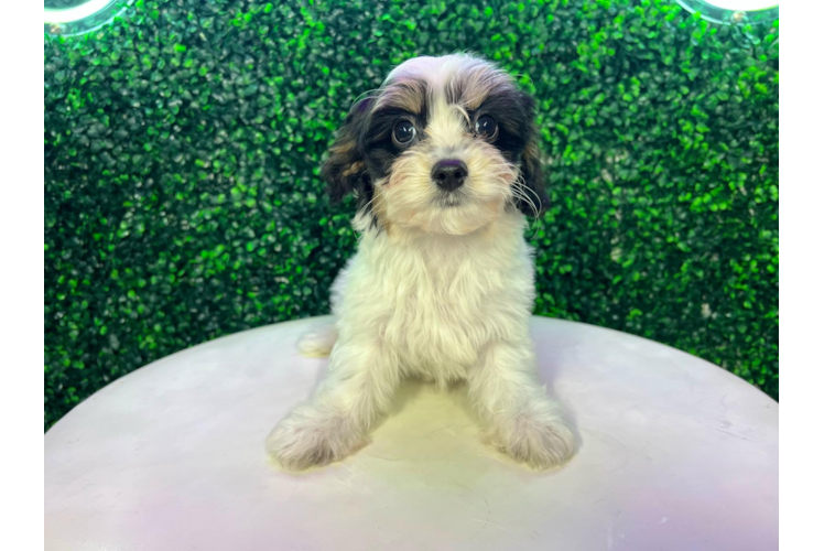 Meet Bambino - our Cavachon Puppy Photo 1/4 - Puppy Love PR Cavachon Pup Being Cute