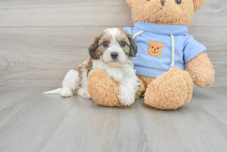Meet Bambino - our Cavachon Puppy Photo 1/3 - Puppy Love PR Small Cavachon Baby