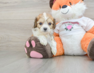 7 week old Cavachon Puppy For Sale - Puppy Love PR