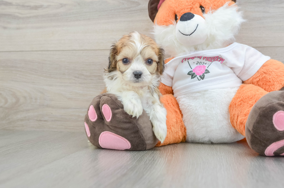 5 week old Cavachon Puppy For Sale - Puppy Love PR