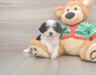 5 week old Cavachon Puppy For Sale - Puppy Love PR
