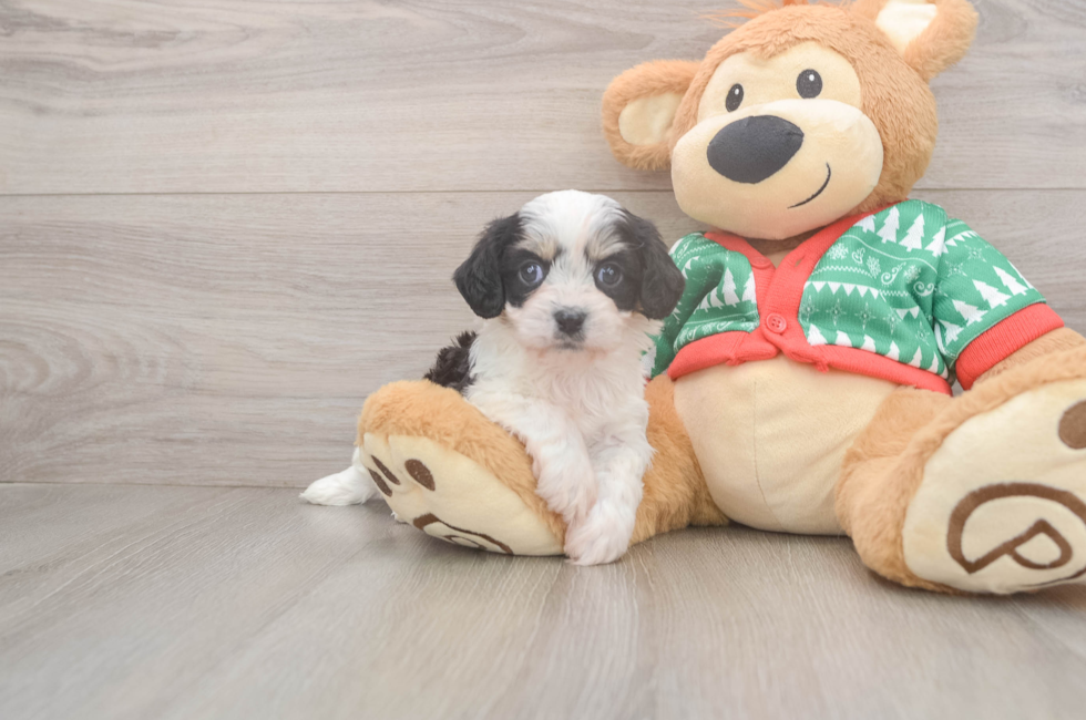 5 week old Cavachon Puppy For Sale - Puppy Love PR