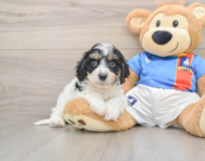 6 week old Cavachon Puppy For Sale - Puppy Love PR