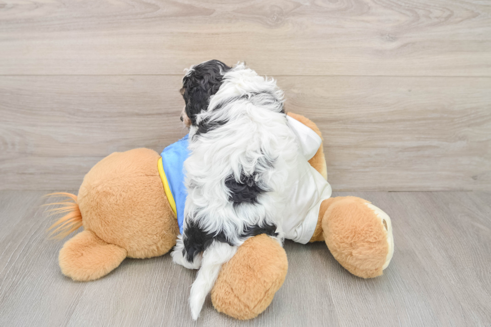 Hypoallergenic Cavalier Bichon Designer Puppy