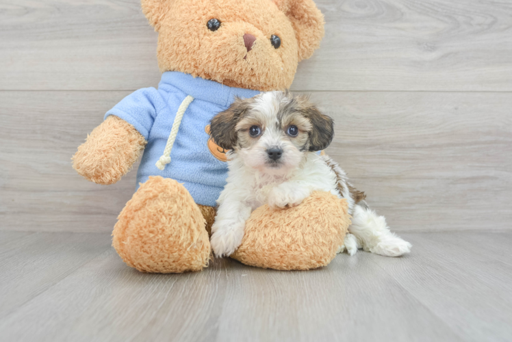 Meet Barbie - our Cavachon Puppy Photo 1/3 - Puppy Love PR Happy Cavachon Baby