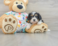 7 week old Cavachon Puppy For Sale - Puppy Love PR