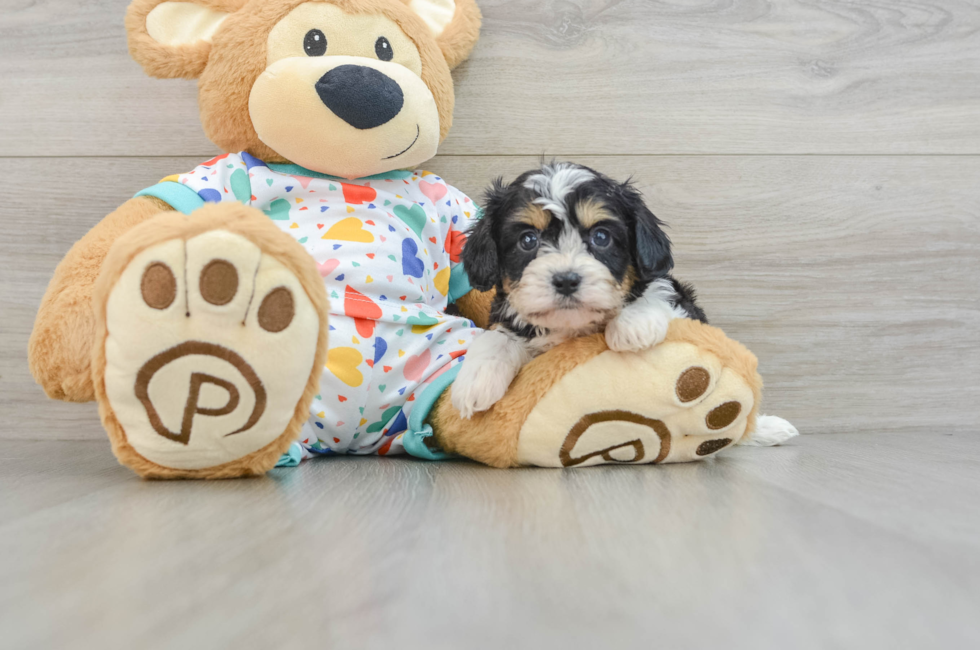 6 week old Cavachon Puppy For Sale - Puppy Love PR