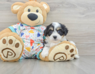 7 week old Cavachon Puppy For Sale - Puppy Love PR