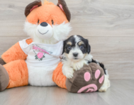 7 week old Cavachon Puppy For Sale - Puppy Love PR