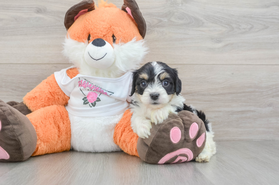 5 week old Cavachon Puppy For Sale - Puppy Love PR