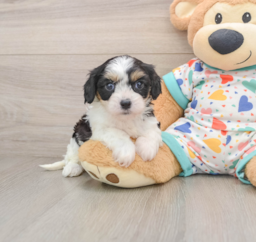 7 week old Cavachon Puppy For Sale - Puppy Love PR