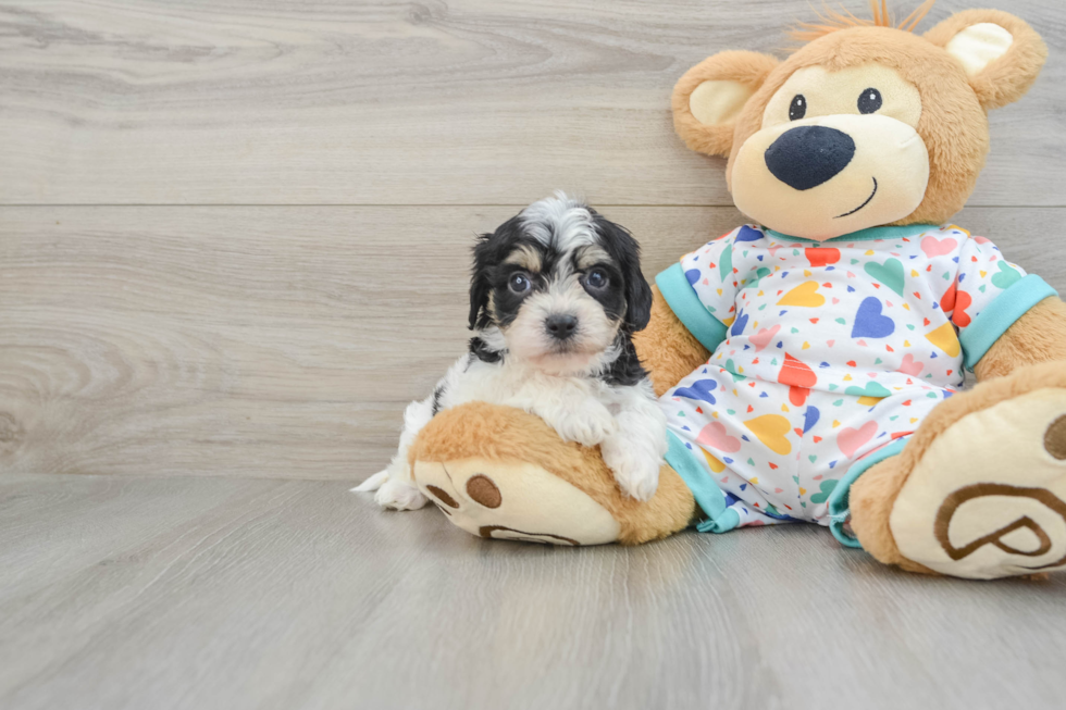 Cute Cavachon Baby