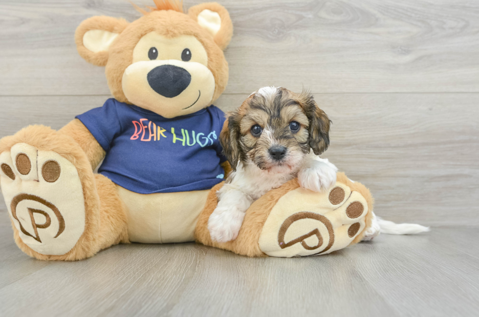 5 week old Cavachon Puppy For Sale - Puppy Love PR