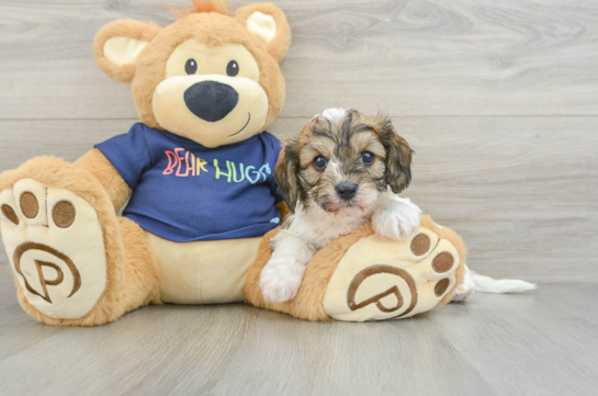 Small Cavachon Baby