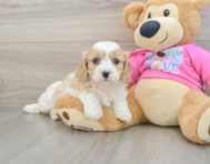 5 week old Cavachon Puppy For Sale - Puppy Love PR
