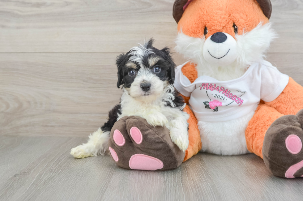 5 week old Cavachon Puppy For Sale - Puppy Love PR