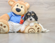 6 week old Cavachon Puppy For Sale - Puppy Love PR