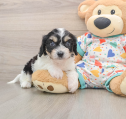 6 week old Cavachon Puppy For Sale - Puppy Love PR