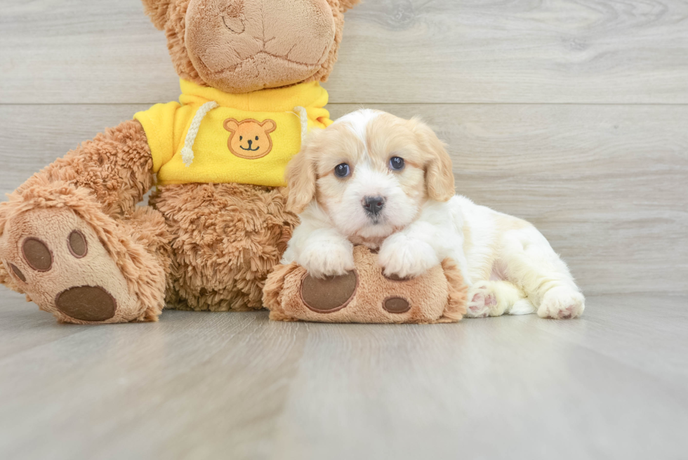 Hypoallergenic Cavalier Bichon Designer Puppy