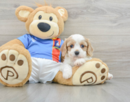 7 week old Cavachon Puppy For Sale - Puppy Love PR