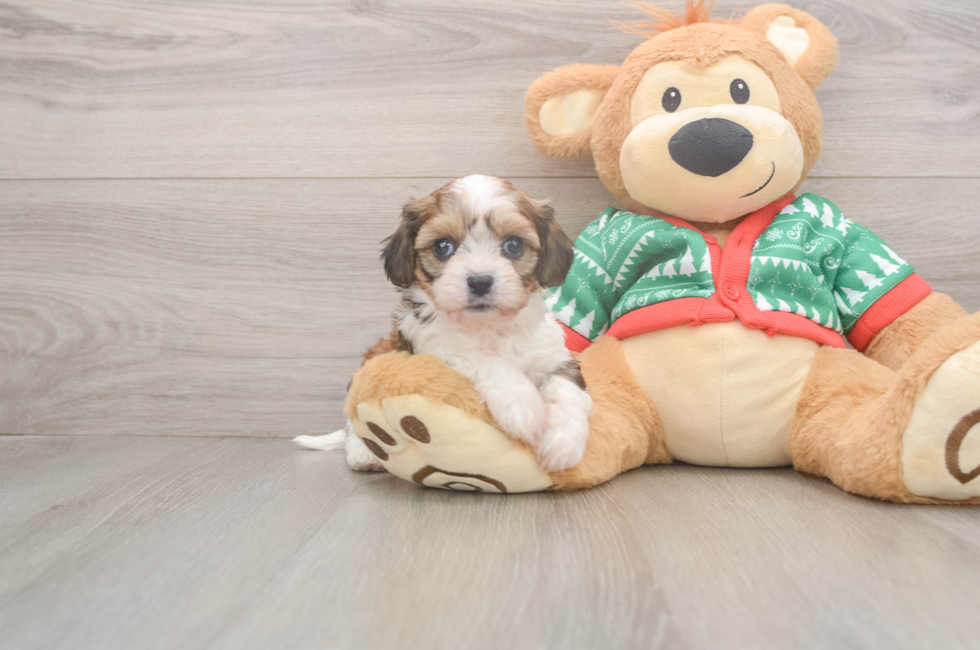 5 week old Cavachon Puppy For Sale - Puppy Love PR