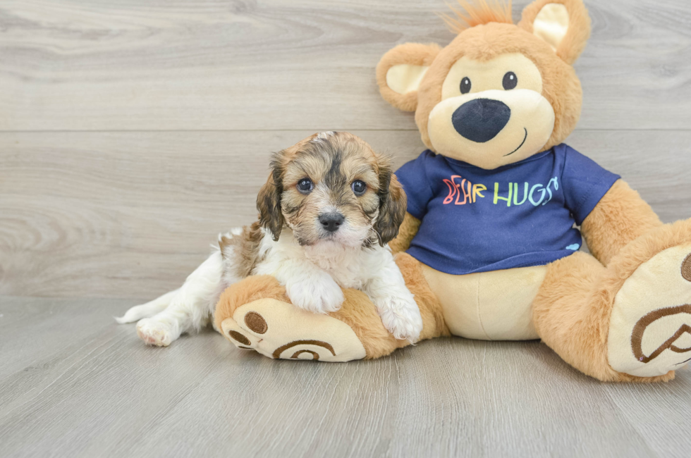 5 week old Cavachon Puppy For Sale - Puppy Love PR