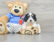 7 week old Cavachon Puppy For Sale - Puppy Love PR