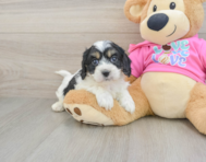 5 week old Cavachon Puppy For Sale - Puppy Love PR