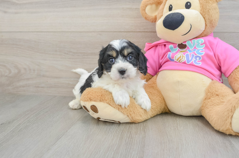 5 week old Cavachon Puppy For Sale - Puppy Love PR