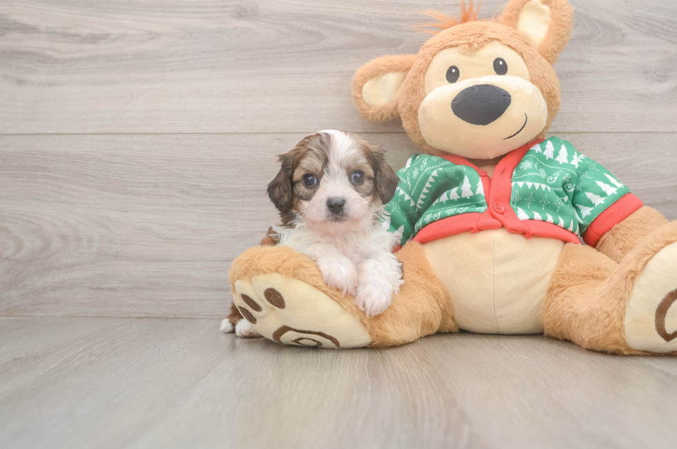 5 week old Cavachon Puppy For Sale - Puppy Love PR