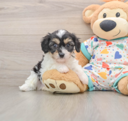 6 week old Cavachon Puppy For Sale - Puppy Love PR