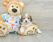 7 week old Cavachon Puppy For Sale - Puppy Love PR