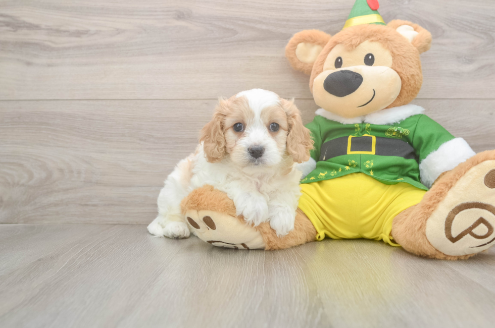 5 week old Cavachon Puppy For Sale - Puppy Love PR