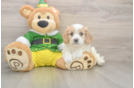 Cavachon Puppy for Adoption
